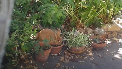 Lapin