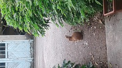 Lapin